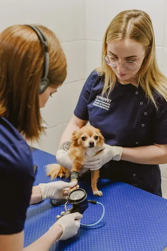 PROVET Przychodnia Weterynaryjna